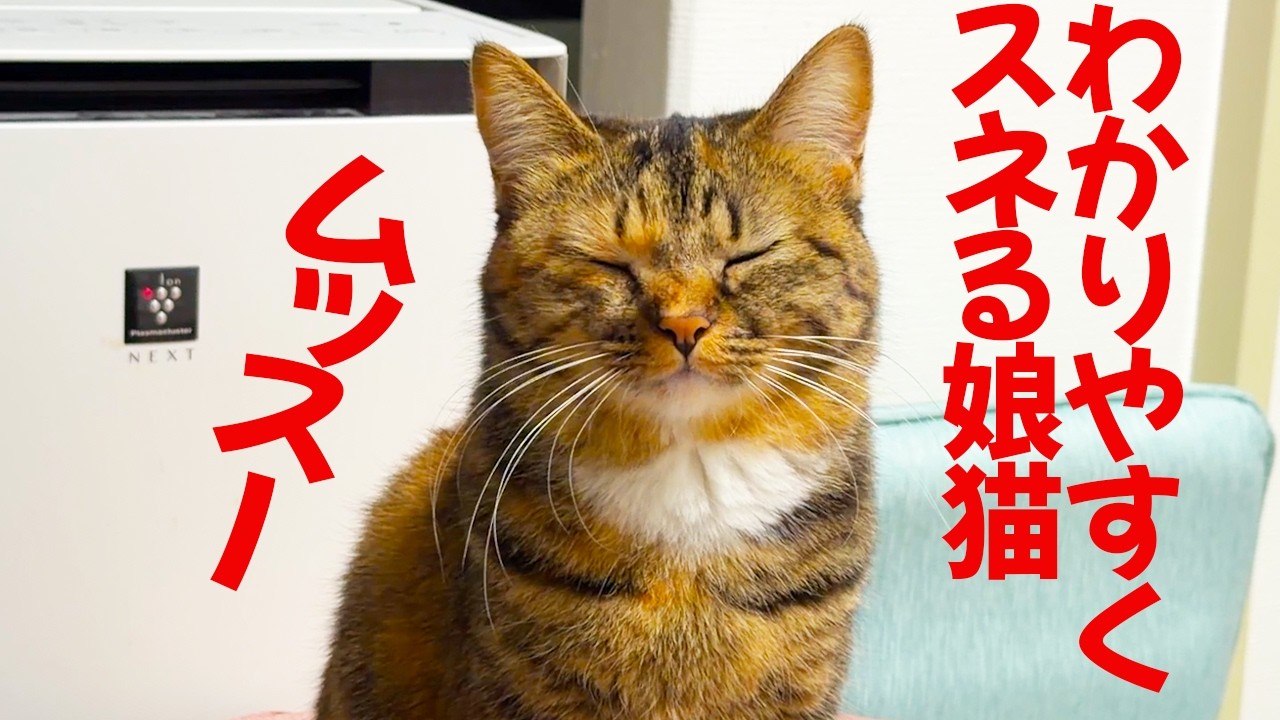 お姉ちゃん猫、超わかりやすくスネる My wheat-kitty sulking - YouTube