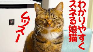 お姉ちゃん猫、超わかりやすくスネる My wheat-kitty sulking
