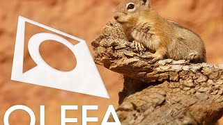 Olefa 13.5 Olefacalendar Lëschtenastellungen