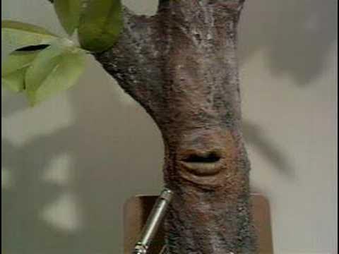Monty Python - It's A Tree - YouTube