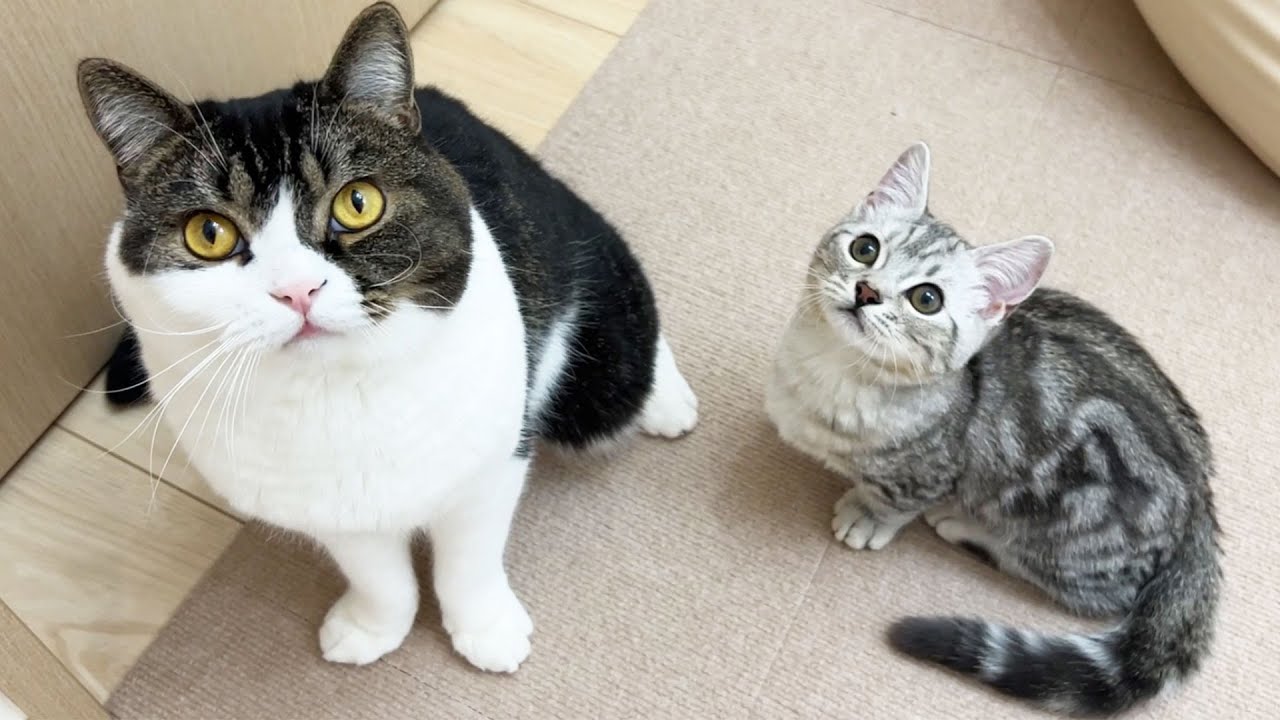 家に来て1日で仲良くなった子猫のそらくんと息子猫うま次郎💕 - YouTube