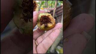 Worm Inside Fig