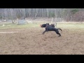 Top Ten dogs playing with family 2017