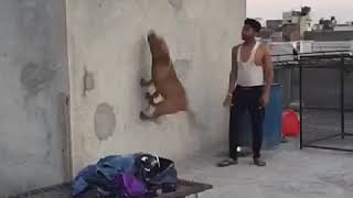 Punjabi Pit Bull Terrier