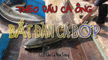 Câu cá Bớp | CLB câu cá Nha Trang