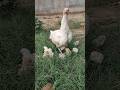 Very cute hen chicks feeding rooster chicken birds hens aseel