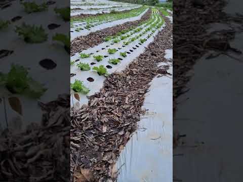 Vídeo: Informações sobre a seleção do mulch - Escolhendo o mulch para jardins