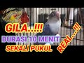 Masteran Lovebird Fighter Ampuh Pancingan Lovebird Jitu Emosi Ngekek Panjang Ngetik Nyaut Mp3 - Mp4 Download