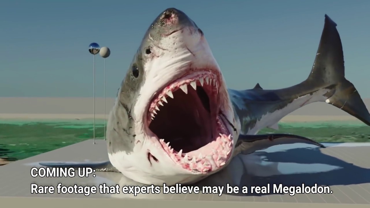 Real Megalodon Footage? World's Largest Shark YouTube