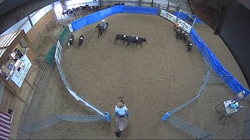 Big Sky Ranch Sorting Saddle Series #4 - OPEN - Round #1 - Ride #31