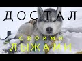 Собака хаски и лыжи. А как?