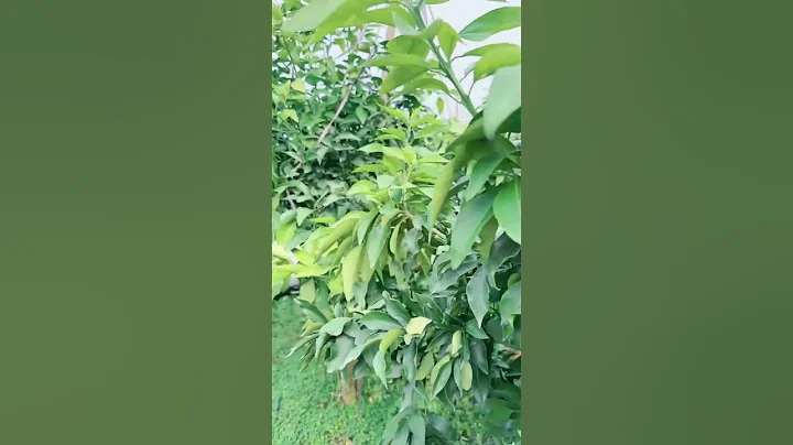 #农家绿色水果 #果实累累丰收在望 #丰收的季节硕果累累 快手 - 天天要闻