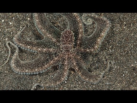How Do Octopuses Change Colour? - Fun Fact Friday