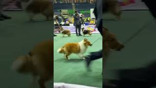 Shetland Sheepdog Competition/ Phil Circuit Dogshow 2024