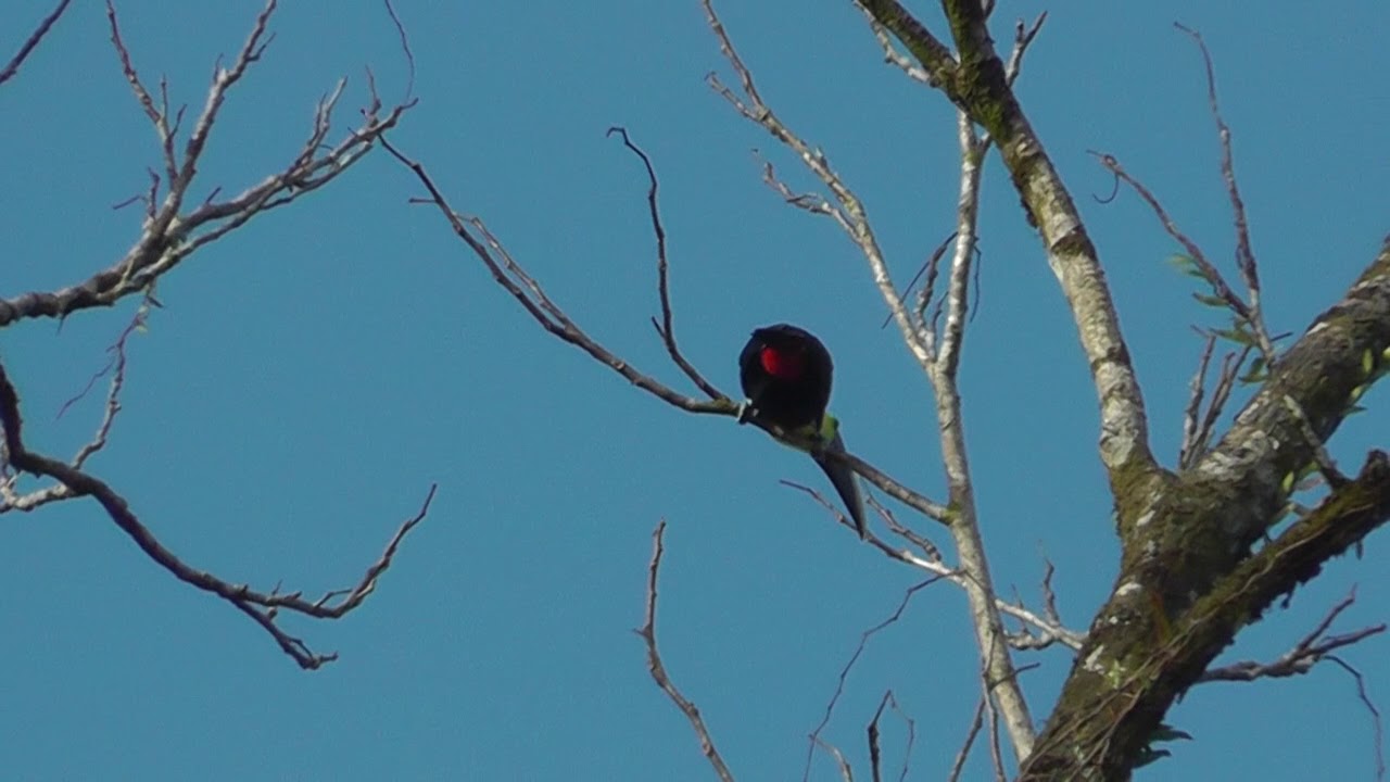 Black-mandibled Toucan Calling 