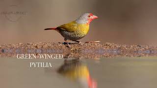 Green Winged Pytilia