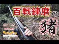 【猪猟】シーズン最終！百戦錬磨の猪！