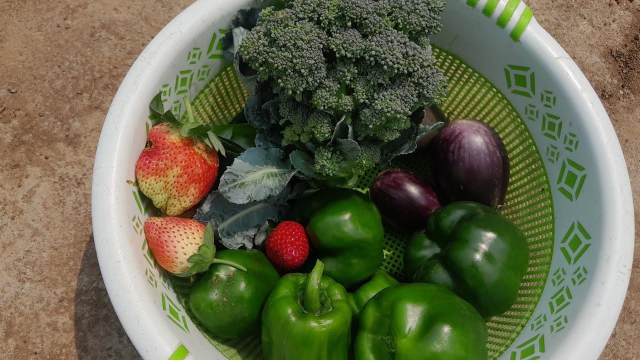 Organic capsicum 🫑 strawberry 🍓 broccoli 🥦 harvesting 