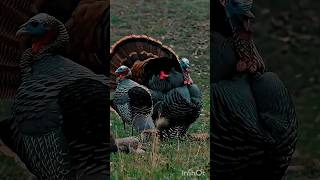 Идеальный выстрел по индейке в замедленной съёмке #shortsviral #shortsfeed #turkey #hunting