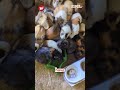 Over 100 guinea pigs and dozens of cats were uncovered in what was described as "the worst scene"