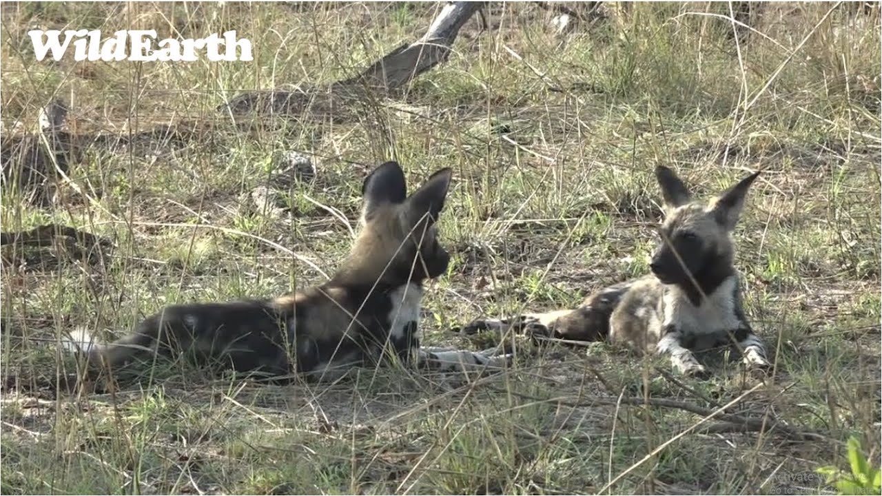 Wonderful Wild Dogs YouTube