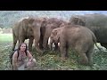 Save the elephants