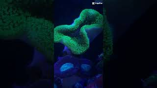 Japanese Toadstool fish innovativemarine coral reef tunze fishtank eheim aquarium