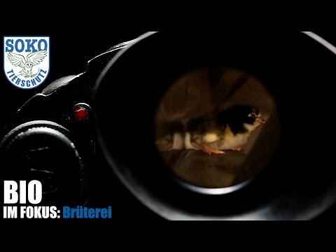BIO IM FOKUS: Brüterei // SOKO Tierschutz e.V.