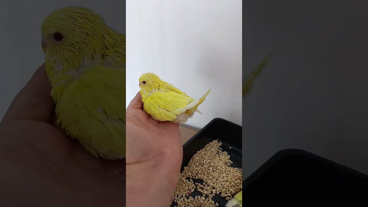 Kafesler haftalık temizliğini yaptık yavruların son durumunu gözlemledik