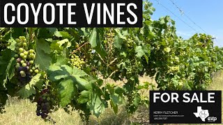 Beautiful Texas Vineyard For Sale