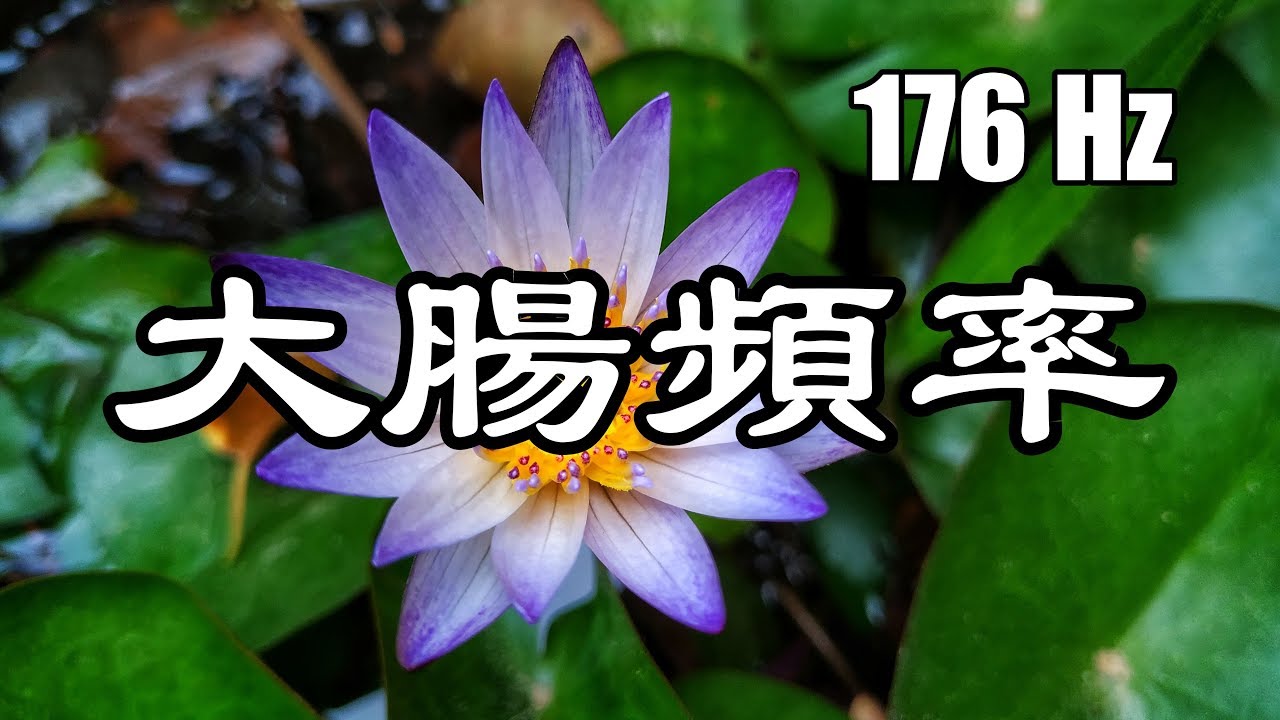 大腸 (結腸 Colon) 頻率 (176Hz) 太陽神經叢 (臍輪) 頌缽療癒音樂 脈輪淨化 舒壓 冥想 身心合一