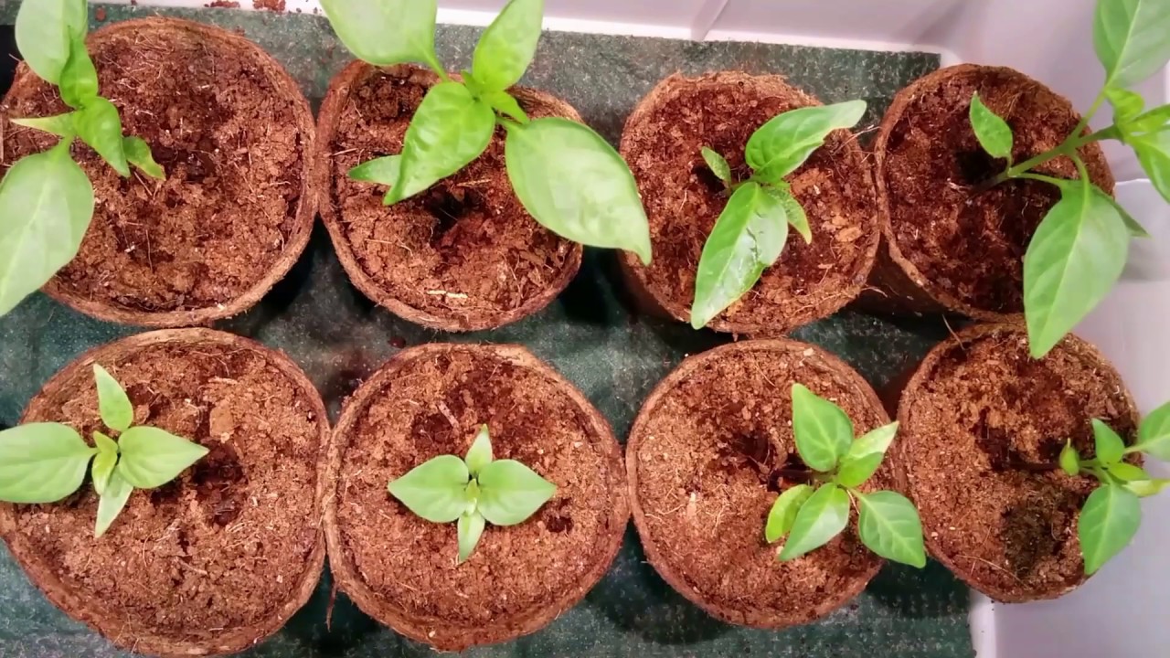 2017 Chilli Pepper Growing Timelapse ep 3.5 YouTube