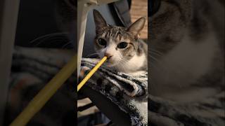 玩具を嗅ぐキジ猫