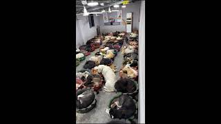 Counting dogs to help your sleep Relaxation | 犬を数えて眠りを助けます | les chiens pour dorm  ASMR King Charles