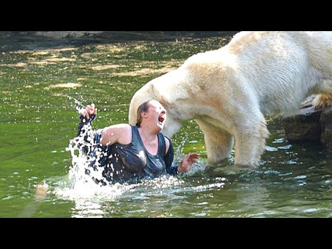 CAUGHT ON CAMERA: Shocking Moment Woman Jumps in Polar Bear Enclosure - YouTube