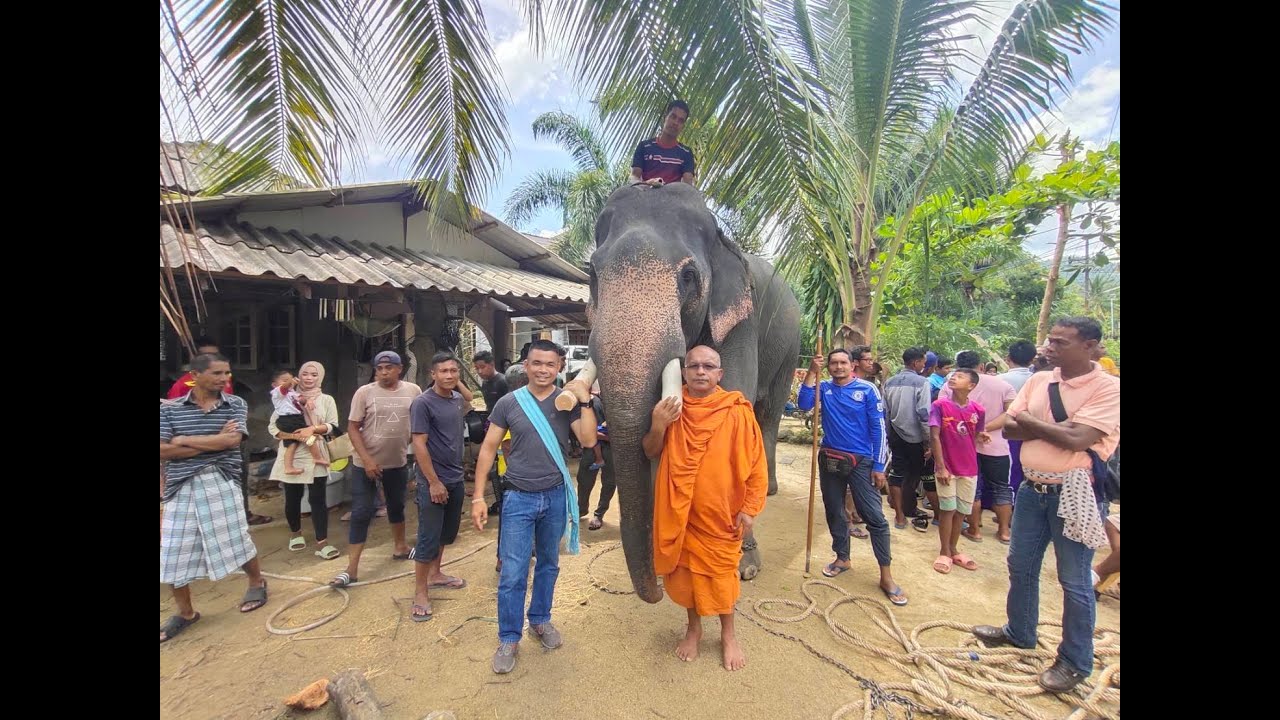 ท่านเวาะห์​ -​ ทำพิธีตัดงาช้าง​พลายดือลี ต.สากอ​ อ.สุไหงปาดี​ จ.นราธิวาส