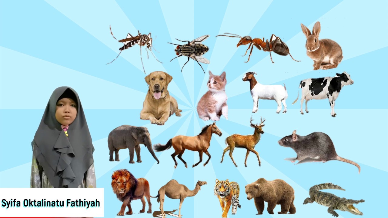 lagu hewan  bahasa  arab  YouTube