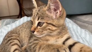 まだ眠い子猫