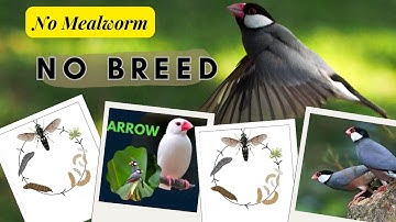 Fawn Java , Java Sparrow , Java Finch , Lovebird , White Java , Silver Java  #javasparrow #birds