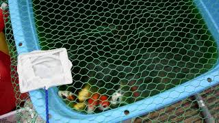 うちのコイ20210613