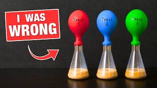 I Tested 6 Yeasts So You Don't Have To...