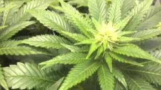 Day 22 of bloom jack 47 grow