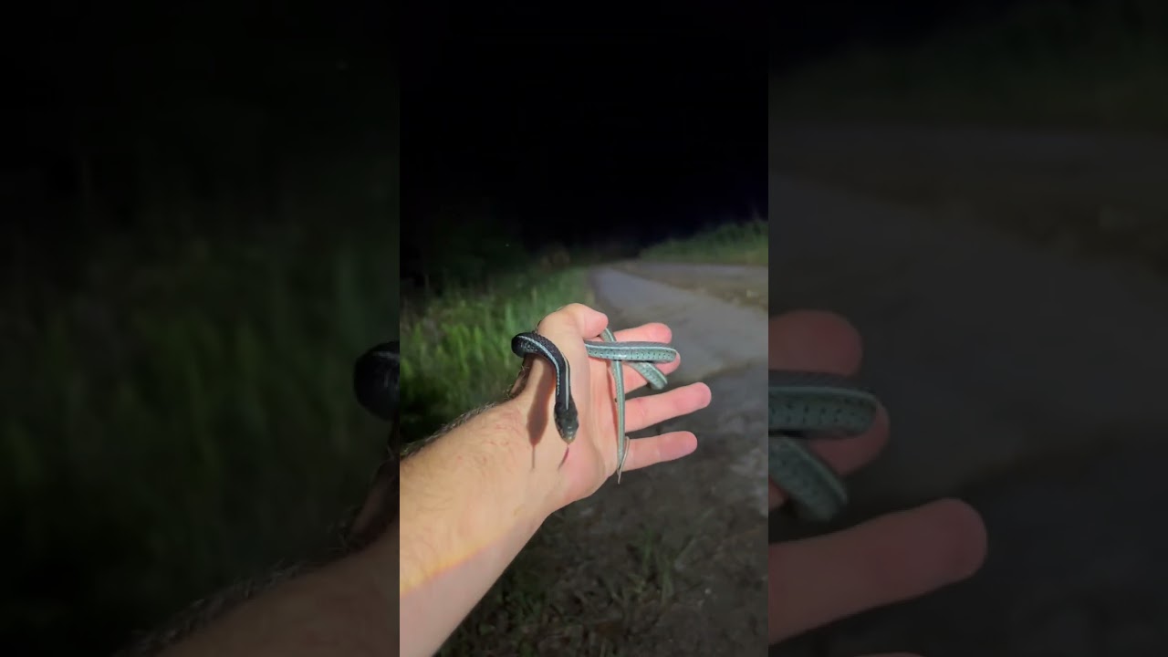 blue striped garter snake!