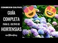 GUÍA COMPLETA para tener las MEJORES HORTENSIAS del mundo