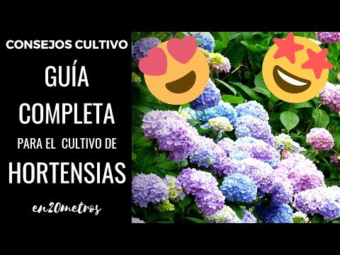 Vídeo: Guia de cura de les hortènsies de primavera