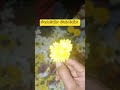 ಸೇವಂತಿಯೇ ಸೇವಂತಿಯೇ #shorts