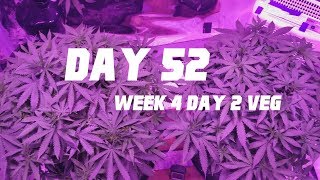 Auto Berry Bomb & Ak 47 Week 4 day 2