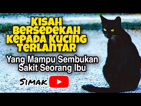 Video: Tanya seorang Jururawat Mengenai Kucing