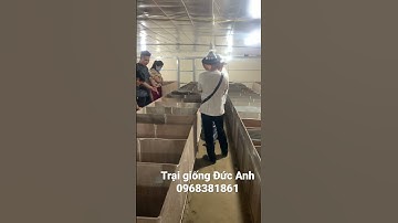Tư vấn kỹ thuật nuôi dúi hiệu quả kinh tế ☎ 0968381861