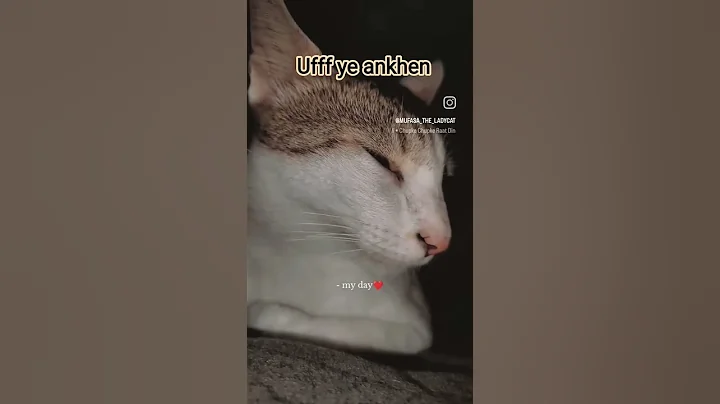 Video 10342191: mainecoon kitten catlover cats, mainecoon kitten cat animal